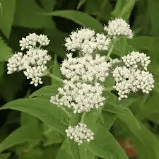 10 Medicinal Health Benefits Of Boneset (Eupatorium perfoliatum)