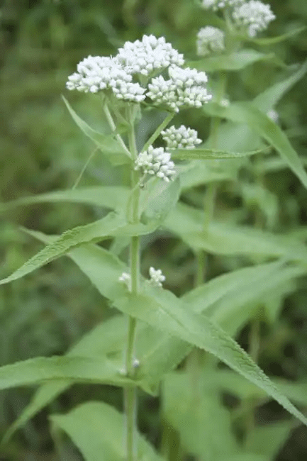 10 Medicinal Health Benefits Of Boneset (Eupatorium perfoliatum)