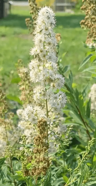 10 Medicinal Health Benefits Of Meadowsweet (Filipendula ulmaria)