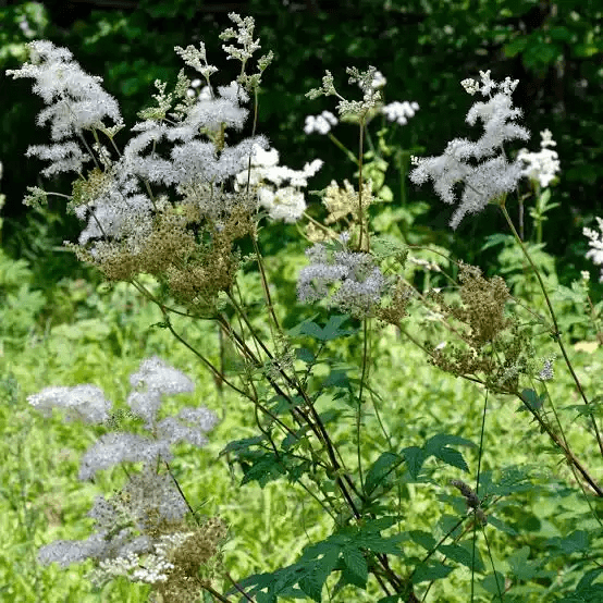 10 Medicinal Health Benefits Of Meadowsweet (Filipendula ulmaria)