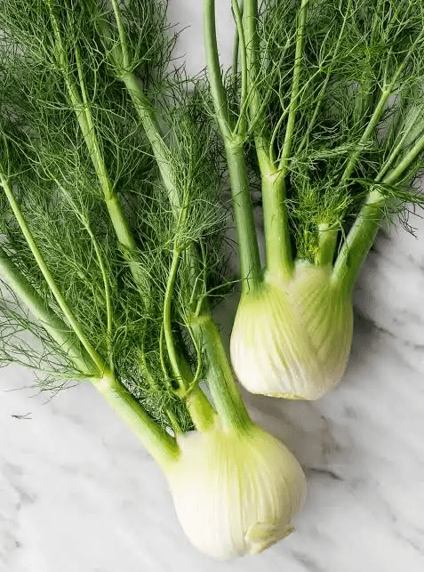 16 Medicinal Health Benefits Of Fennel (Foeniculum vulgare)