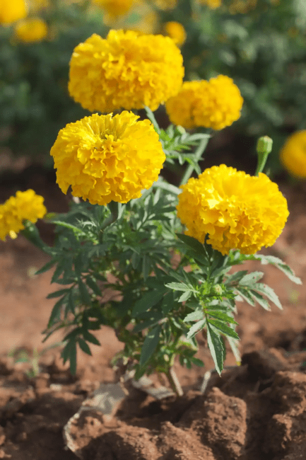 10 Medicinal Health Benefits Of Marigold (Tagetes)