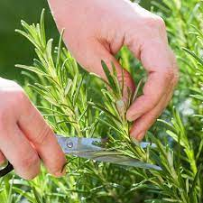6 Health Benefits of Rosemary (Rosmarinus officinalis)