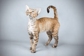 Devon Rexes Cat (Felis catus) Description and Complete Care Guide