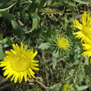 16 Medicinal Health Benefits Of Grindelia (Gumweed)