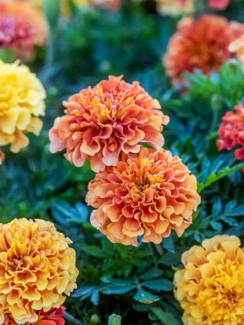 10 Medicinal Health Benefits Of Marigold (tagetes) - Agric4profits