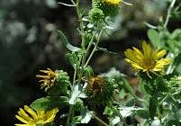 16 Medicinal Health Benefits Of Grindelia (Gumweed) 16 Medicinal Health Benefits Of Grindelia (Gumweed)