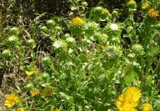 16 Medicinal Health Benefits Of Grindelia (Gumweed) 16 Medicinal Health Benefits Of Grindelia (Gumweed)