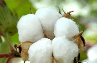 16 Medicinal Health Benefits of Cotton (Gossypium)