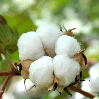 16 Medicinal Health Benefits of Cotton (Gossypium)