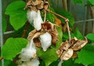 16 Medicinal Health Benefits of Cotton (Gossypium)