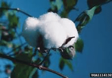 16 Medicinal Health Benefits of Cotton (Gossypium)