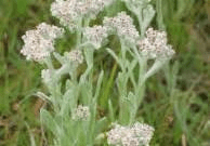 18 Medicinal Health Benefits Of Cudweed