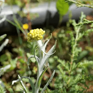 18 Medicinal Health Benefits Of Cudweed