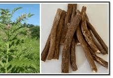 18 Medicinal Health Benefits Of Liquorice (Glycyrrhiza Glabra)