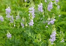 19 Medicinal Health Benefits Of Goats Rue (Galega officinalis)