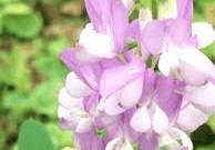 19 Medicinal Health Benefits Of Goats Rue (Galega officinalis)