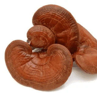 19 The Medicinal Health Benefits of Reishi Mushroom (Ganoderma lucidum)