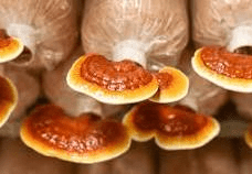 19 The Medicinal Health Benefits of Reishi Mushroom (Ganoderma lucidum)