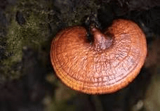 19 The Medicinal Health Benefits of Reishi Mushroom (Ganoderma lucidum)