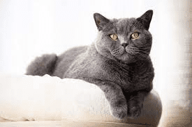 Black Cat Breeds Description and Complete Care Guide