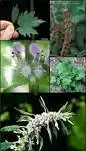 15 Medicinal Health Benefits Of Motherwort (Leonurus cardiaca) 15 Medicinal Health Benefits Of Motherwort (Leonurus cardiaca)