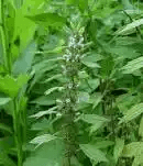 15 Medicinal Health Benefits Of Motherwort (Leonurus cardiaca) 15 Medicinal Health Benefits Of Motherwort (Leonurus cardiaca)