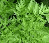 15 Medicinal Health Benefits Of Osha (Ligusticum porteri) 15 Medicinal Health Benefits Of Osha (Ligusticum porteri)
