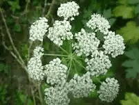 15 Medicinal Health Benefits Of Osha (Ligusticum porteri) 15 Medicinal Health Benefits Of Osha (Ligusticum porteri)