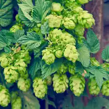 17 Medicinal Health Benefits Of Hops (Humulus lupulus)