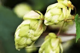 17 Medicinal Health Benefits Of Hops (Humulus lupulus)