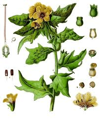 17 Medicinal Health Benefits Of Henbane (Hyoscyamus niger) 17 Medicinal Health Benefits Of Henbane (Hyoscyamus niger)