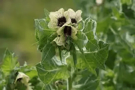 17 Medicinal Health Benefits Of Henbane (Hyoscyamus niger) 17 Medicinal Health Benefits Of Henbane (Hyoscyamus niger)