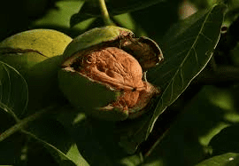 17 Medicinal Health Benefits Of Walnut (Juglans regia) 17 Medicinal Health Benefits Of Walnut (Juglans regia)