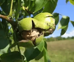 17 Medicinal Health Benefits Of Walnut (Juglans regia) 17 Medicinal Health Benefits Of Walnut (Juglans regia)