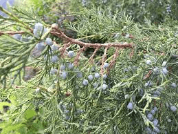 17 Medicinal Health Benefits Of Juniper (Juniperus spp.)