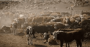 The Reproductive Rate of Cattle