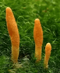 18 Medicinal Health Benefits Of Cordyceps (Cordyceps sinensis) 18 Medicinal Health Benefits Of Cordyceps (Cordyceps sinensis)