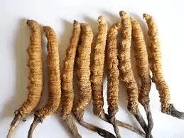 18 Medicinal Health Benefits Of Cordyceps (Cordyceps sinensis) 18 Medicinal Health Benefits Of Cordyceps (Cordyceps sinensis)
