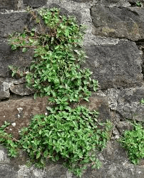 19 Medicinal Health Benefits Of Pellitory of the Wall (Parietaria officinalis)
