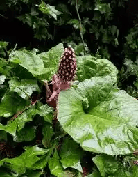 19 Medicinal Health Benefits Of Butterbur (Petasites hybridus) 19 Medicinal Health Benefits Of Butterbur (Petasites hybridus)