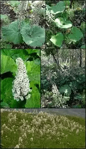19 Medicinal Health Benefits Of Butterbur (Petasites hybridus) 19 Medicinal Health Benefits Of Butterbur (Petasites hybridus)