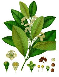 19 Medicinal Health Benefits Of Allspice (Pimenta dioica)