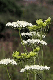 17 Medicinal Health Benefits Of Aniseed (Pimpinella anisum) 17 Medicinal Health Benefits Of Aniseed (Pimpinella anisum)
