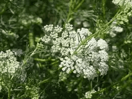 17 Medicinal Health Benefits Of Aniseed (Pimpinella anisum) 17 Medicinal Health Benefits Of Aniseed (Pimpinella anisum)