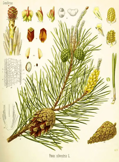 15 Medicinal Health Benefits Of Scots Pine (Pinus sylvestris) 15 Medicinal Health Benefits Of Scots Pine (Pinus sylvestris)