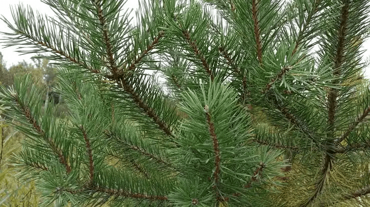 15 Medicinal Health Benefits Of Scots Pine (Pinus sylvestris) 15 Medicinal Health Benefits Of Scots Pine (Pinus sylvestris)