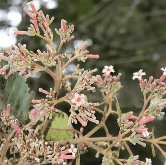 18 Medicinal Health Benefits Of Cinchona (Quinine)