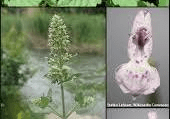 18 Medicinal Health Benefits Of Catnip (Nepeta cataria) 18 Medicinal Health Benefits Of Catnip (Nepeta cataria)