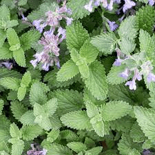 18 Medicinal Health Benefits Of Catnip (Nepeta cataria) 18 Medicinal Health Benefits Of Catnip (Nepeta cataria)